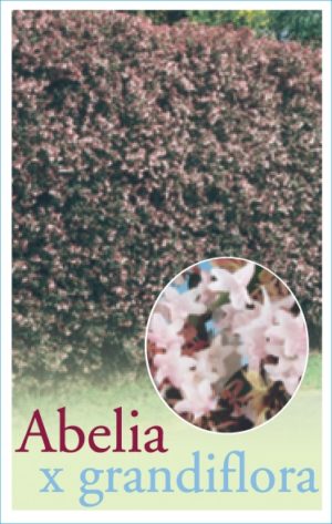 Abelia Grandiflora (Common Name - Glossy Abelia) 140mm Pot