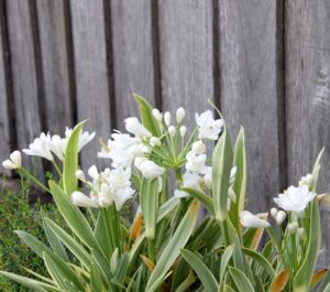 Agapanthus Agapetite (Common Name - Dwarf White Agapanthus) 150mm Pot
