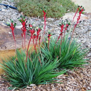 Anigozanthos Bush Dance (Common Name - Red & Green Kangaroo Paw) 140mm Pot