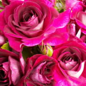 Hedging rose (Floribunda) Burgundy Iceberg 175mm Pot