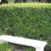 Syzygium Australe Bush Christmas (Common Name - Hedging Lilly Pilly) 175mm Pot