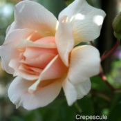 Climbing rose Crepescule 175mm Pot