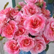 Delbard French rose Claude Monet 175mm Pot