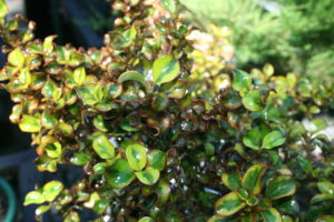 Coprosma Tequilla Sunrise (Common Name - Mirror Bush) 140mm Pot