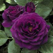 Hedging rose (Floribunda) Ebb Tide 175mm Pot