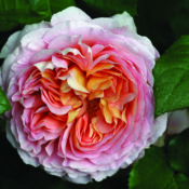 DAVID AUSTIN ABRAHAM DARBY