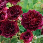 David Austin English rose Munstead Wood 175mm Pot