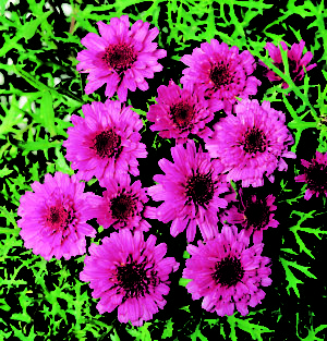 Argyranthemum Sugar Cheer (Common Name - Federation Daisy) 150mm Pot