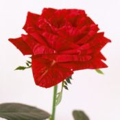 Delbard French rose Red Intuition 175mm Pot