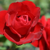 Hedging rose (Floribunda) Lili Marlene 175mm Pot