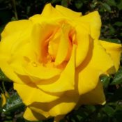 Hedging rose (Floribunda) Friesia 175mm Pot