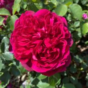 David Austin English rose Falstaff 175mm Pot