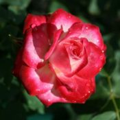 Hedging rose (Floribunda) Fire and Ice 175mm Pot