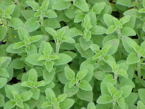Greek Oregano 125mm Pot