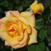 Long stemmed rose (Hybrid Tea) Gold Medal 175mm Pot