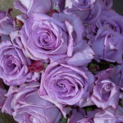 Long stemmed rose (Hybrid Tea) Blue Moon 175mm Pot