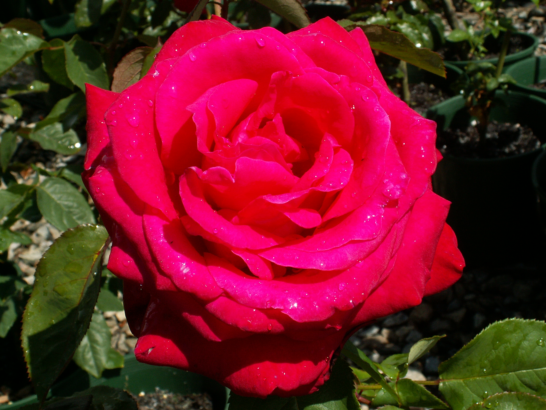 Long stemmed rose (Hybrid Tea) Alec's Red 175mm Pot - Dawsons Garden World