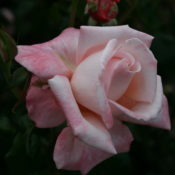 Long stemmed rose (Hybrid Tea) Aotearoa 175mm Pot