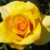 Long stemmed rose (Hybrid Tea) Catherine McAuley 175mm Pot