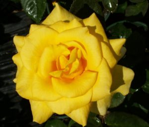 Long stemmed rose (Hybrid Tea) Holtermann's Gold 175mm Pot