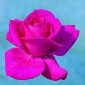 Long stemmed rose (Hybrid Tea) In Appreciation 175mm Pot