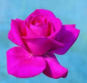Long stemmed rose (Hybrid Tea) In Appreciation 175mm Pot