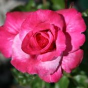 Long stemmed rose (Hybrid Tea) Barbra Streisand 175mm Pot