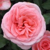 Long stemmed rose (Hybrid Tea) Belle of Berlin 175mm Pot