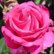 Long stemmed rose (Hybrid Tea) Best Friend 175mm Pot
