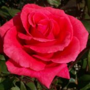 Long stemmed rose (Hybrid Tea) Fragrant Cloud 175mm Pot