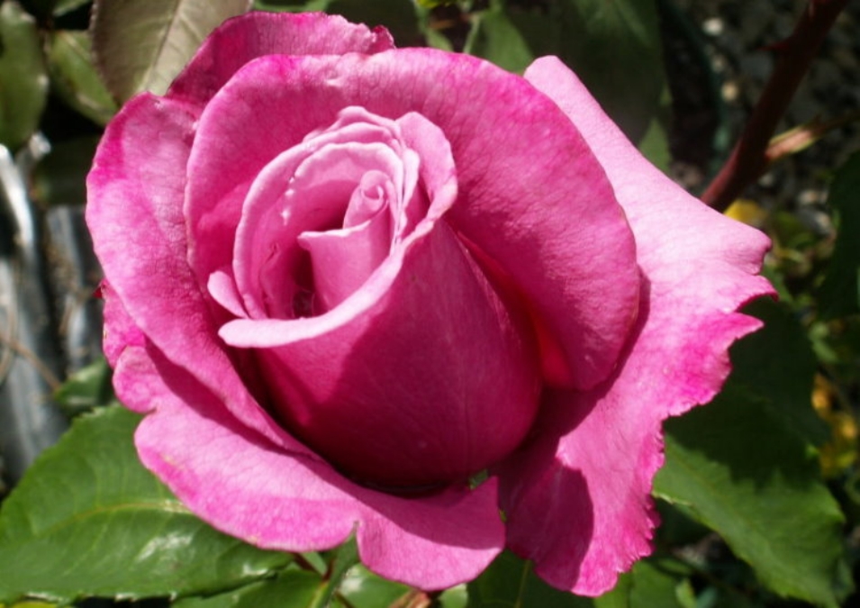 Image Result For Garden Centres And
