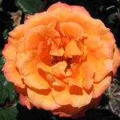 Long stemmed rose (Hybrid Tea) Greg Chappell 175mm Pot