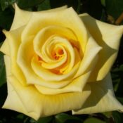 Long stemmed rose (Hybrid Tea) Helmut Schmidt 175mm Pot