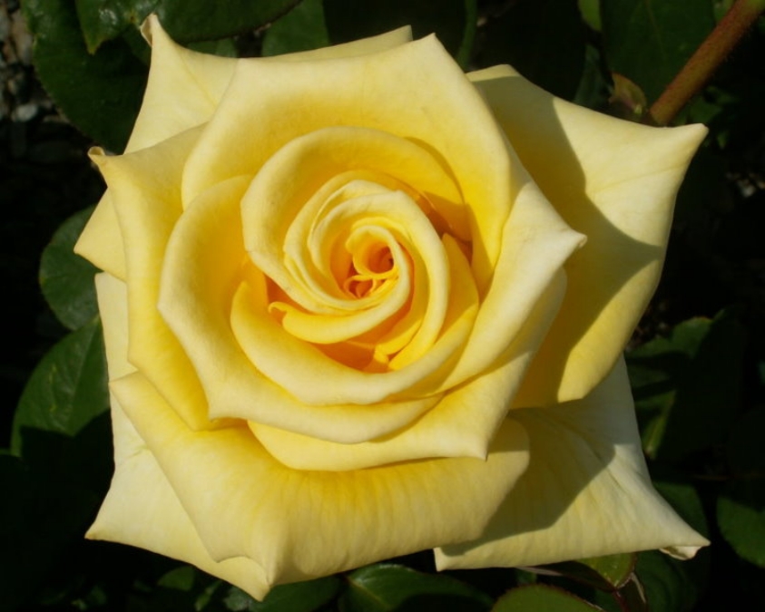 Long stemmed rose (Hybrid Tea) Helmut Schmidt 175mm Pot - Dawsons