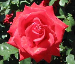 Long stemmed rose (Hybrid Tea) Kardinal 175mm Pot
