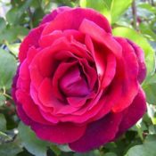 Long stemmed rose (Hybrid Tea) Mr Lincoln 175mm Pot