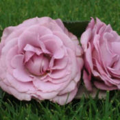 Long stemmed rose (Hybrid Tea) Neptune 175mm Pot