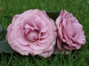 Long stemmed rose (Hybrid Tea) Neptune 175mm Pot