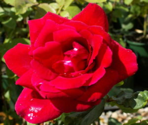 Long stemmed rose (Hybrid Tea) Papa Meilland 175mm Pot