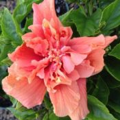 Hibiscus D.J O'Brien 175mm Pot