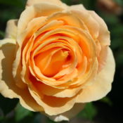 Long stemmed rose (Hybrid Tea) Candlelight 175mm Pot