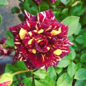 Long stemmed rose (Hybrid Tea) Abracadabra 175mm Pot