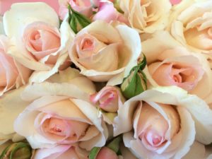 Long stemmed rose (Hybrid Tea) Mother's Love 250mm Pot - Image 3