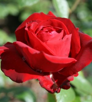 Long stemmed rose (Hybrid Tea) Ingrid Bergman 175mm Pot