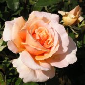 Long stemmed rose (Hybrid Tea) Just Joey 175mm Pot