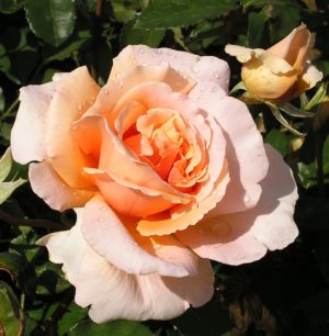 Long stemmed rose (Hybrid Tea) Just Joey 175mm Pot