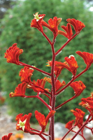 Anigozanthos Kings Park Federation Flame 175mm Pot