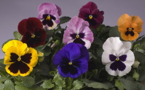 Pansy 125mm Pot