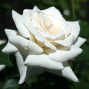 Long stemmed rose (Hybrid Tea) Pascali 175mm Pot
