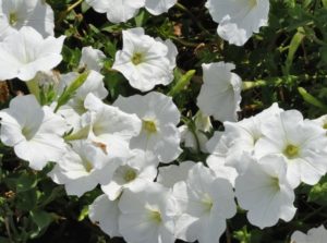 Petunia Limbo White 130mm Pot
